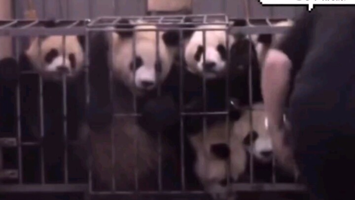 Ông nội Đàm tắm cho bảy bé nhỏ