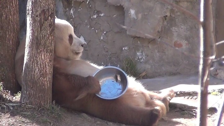 With this pot in hand, I’ve got the whole world—Biantailang Qizi is mine!