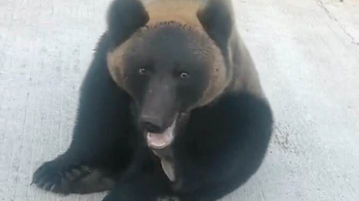 A brown bear approaches people; the larger one stays in the back, waiting for an opportunity.