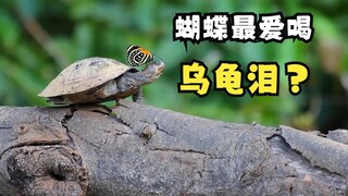 Air mata kura-kura merupakan komoditas yang laris di hutan hujan!