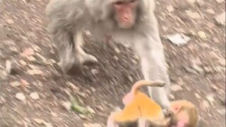 How could the monkey be so mean?