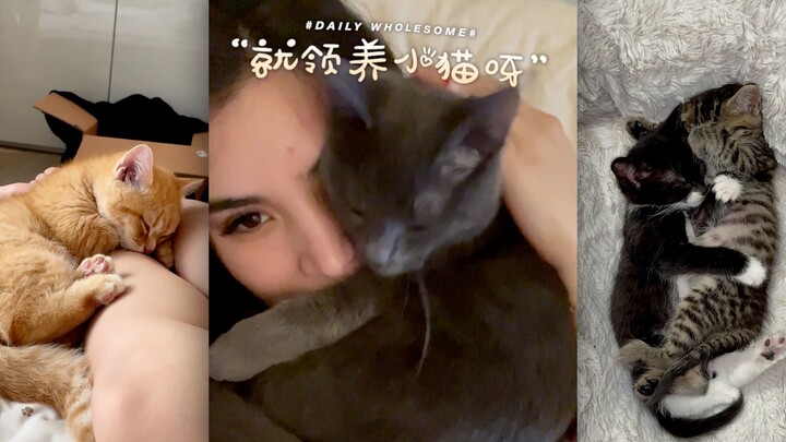 “Just adopt a kitten!”