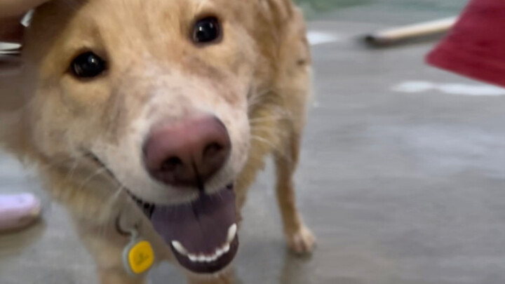 The dog’s first trip back to the village… Boldly: “I’ve never taken this many baths in my life.”