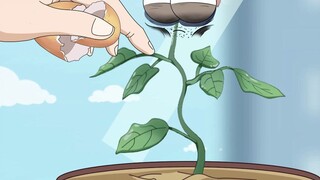If there is no fertilizer, don't forget the egg shells at home
