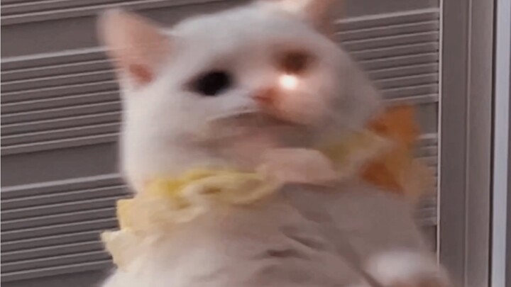 Liệu có khả năng là chú mèo con hóa ra là một pháp sư không?