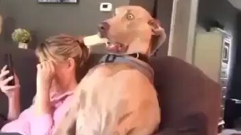震惊狗子一万年