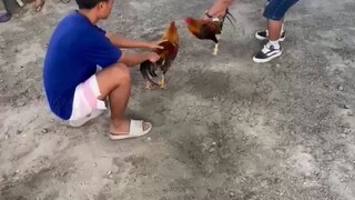 di pa gaano marunong makipag away