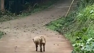 كلبٌ رعتهُ لمدة 11 عامًا لم يُطعِ أوامر مالكه للمرة الأولى، بل دخلَ إلى الجبل من تلقاء نفسه. تبعهُ ا