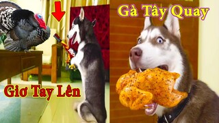 Thú Cưng TV | Ngáo Ngu Ngốc Và Đầu Gấu #1 | chó thông minh vui nhộn | Pets funny cute smart dog