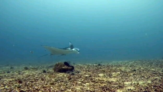 Manta bowl shoal