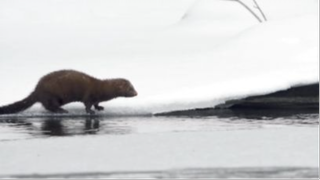 American Mink_ Cinematic Wildlife Video