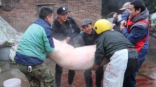 Make the Pork Soup with a Big Porker of 150Kg