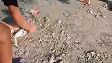 Pure kanawayon&gold x golden monkey