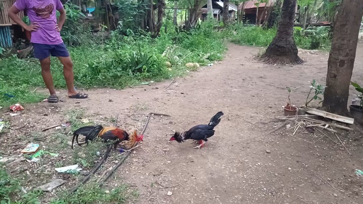 Brassback Butcher VS Navajero Gilmore Spar