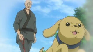 Gintama: Bạn có nhớ Kintaro ở Gintama không?