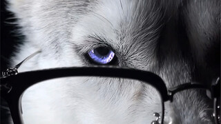 Suhu udara perlahan menurun, darah Husky segera terbangun