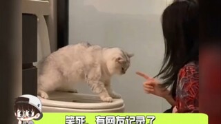 笑死，当猫咪遇上妈妈级的带“娃”方式！