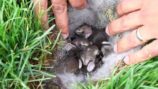 Found a litter of baby rabbits under the hay pile—just how many rabbits are there in this nest?