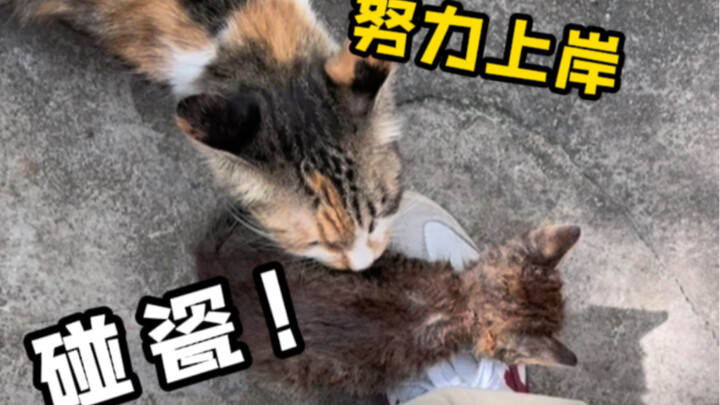 Let me show you what a feral cat’s destined grandma really looks like!
