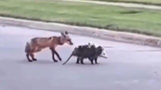 Induk oposum menggendong anak-anaknya di punggungnya dan rubah merobek salah satu dari mereka