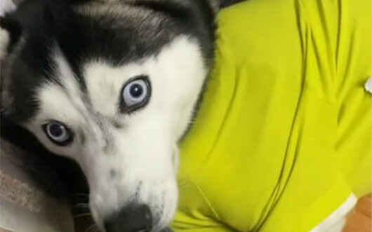 This husky really can't keep its mouth shut! I thought it was lying down, fast asleep—but who would 