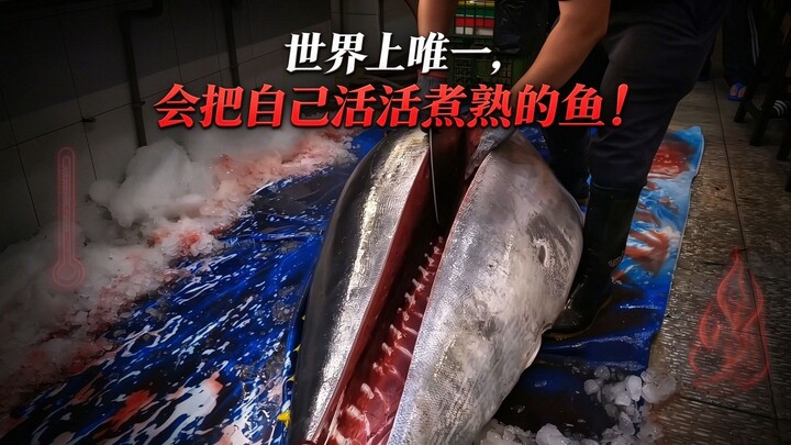 Satu-satunya ikan di dunia yang bisa merebus dirinya sendiri hingga mati, nelayan hanya punya 3 meni