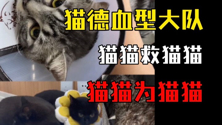 فحص مجاني لفصيلة دم القطط: تبادل المساعدة لسرعة مطابقة الدم والتبرع به في أوقات خطر المالك – برنامج 