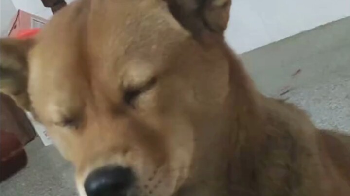 Dahuang’s so exhausted he’s ready to drop.