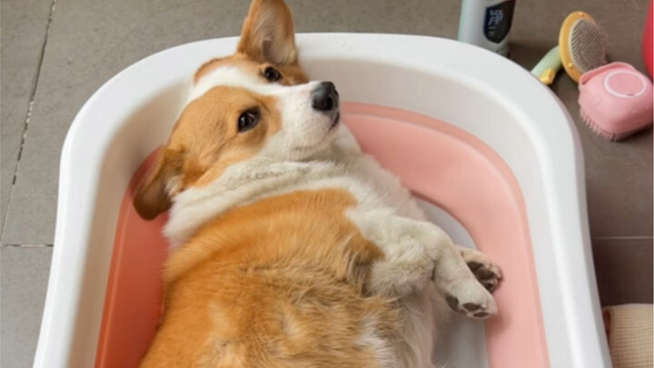 Báo cáo dì ơi, cô ấy cả tháng chưa tắm!