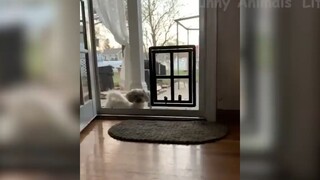 Những con người ngốc nghếch nhất hành tinh #78