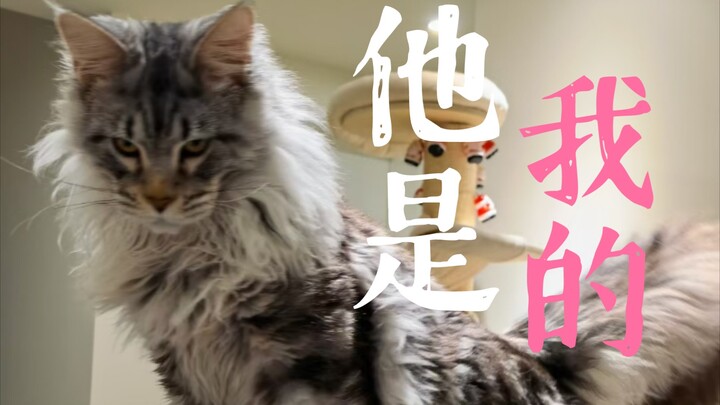 Maine Coon Demon King & Ragdoll Fairy Cat: Saving Each Other!