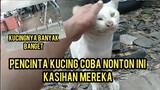 Kisah Kucing Jalanan Yang Miskin Butuh Kasih Sayang Manusia | Kucingnya Pada Sedih Banyak Banget..!