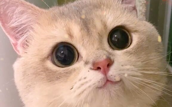 这是不是你见到喜欢的人的样子呀