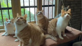 Buat tempat tidur kucing di ambang jendela yang hangat untuk anak kucing Anda