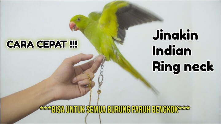 cara jinakin burung paruh bengkok IRN dengan cepat beberapa jam saja !!! begini caranya