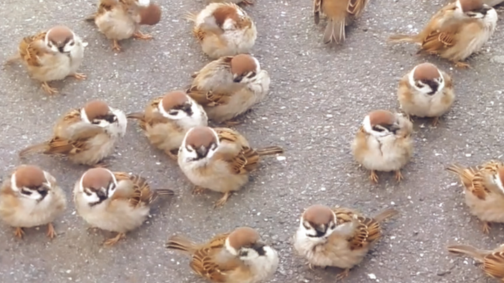 ลูกปุยนุ่มน่ารักเต็มพื้นเลย