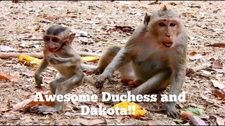 Awesome!!, Monkey Duchess And Dakota Try Try Try, Baby Monkey Dakota Feeling HUNGRY