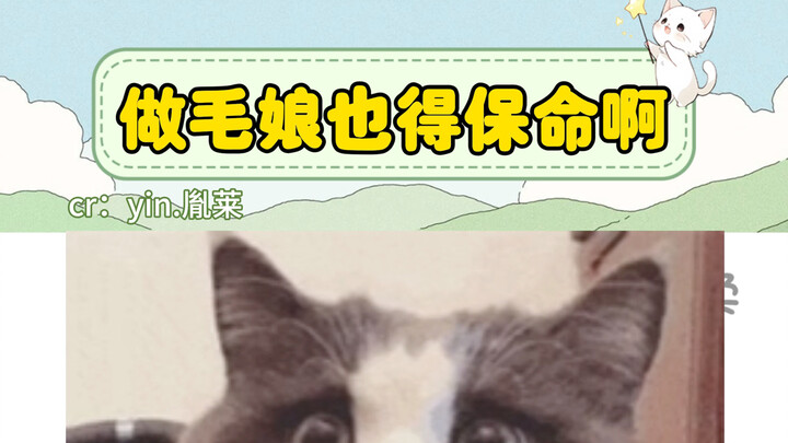 Hóa ra chơi anime lại phải hy sinh lớn đến thế… Sinh mệnh của các cô gái lông mao cũng là sinh mệnh 