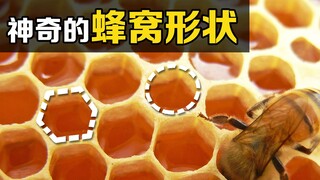 一个美妙的意外，为什么圆滚滚的蜜蜂，要把窝造成“正六边形”？