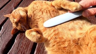 Động vật|Mèo hoang trong công viên