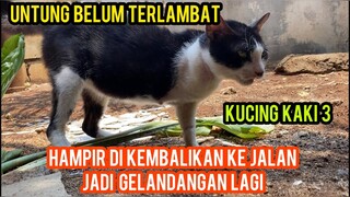 Kucing Kaki 3 Menangis Saat Mau Di Kembalikan Ke Jalanan Begini Kronologisnya..!