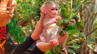 Wow, Amazing tiny Luca enjoys playing with the Lemon​ tree after bathing