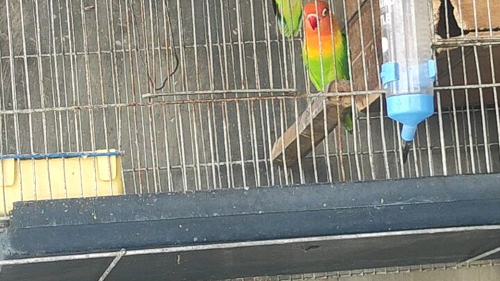 #Love birds