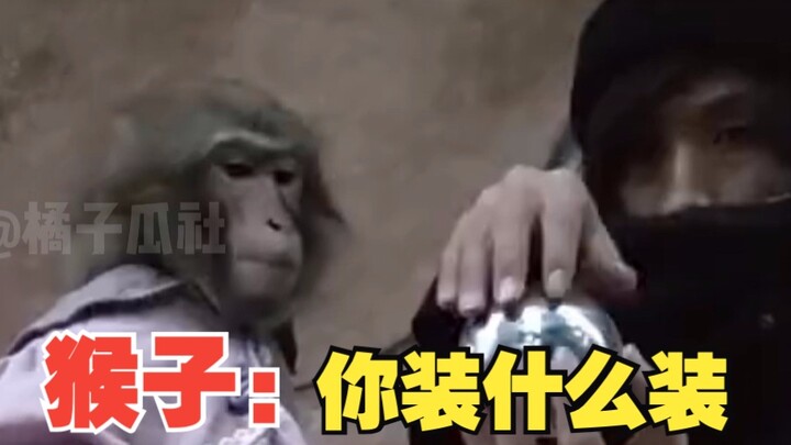 แสดงมายากลให้ลิงดู แล้วจะได้รับ...