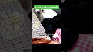 สายตาแห่งความหวัง