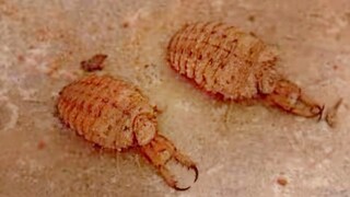 Feeding The Antlion Starved For A Month And See How Fierce It Is