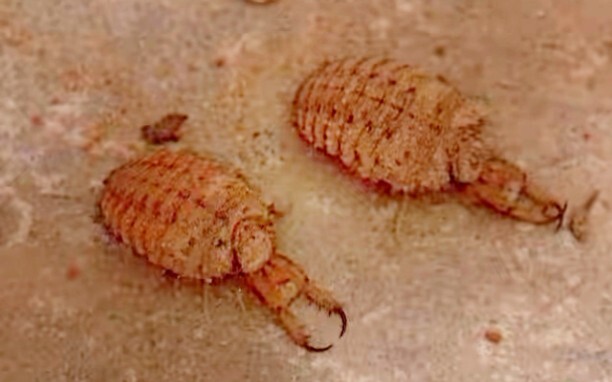 Feeding The Antlion Starved For A Month And See How Fierce It Is