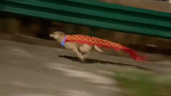 Di tengah malam, ledakan energi seekor anjing kampung Tiongkok!