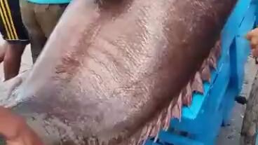 kerapu raksasa