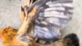 驾车行驶中一只鸡突然窜出，最后男子含泪把鸡炖了，